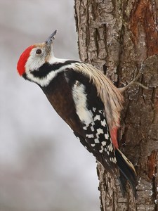 Mittelspecht (Dendrocopos medius)