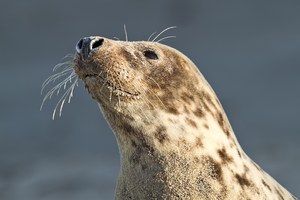 weibliche Kegelrobbe (Halichoerus grypus)