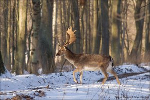 Winterschaufler,