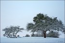 Winterbäume