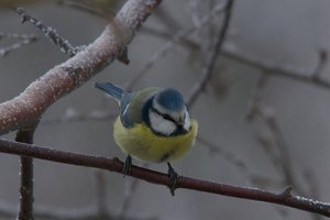 Blaumeisi in Birke