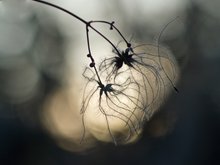 Waldrebe im Gegenlicht