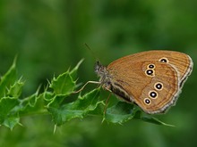 Brauner Waldvogel