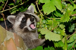 Waschbär frisst Weintrauben