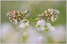 Aurorafalter (Anthocaris cardamines)