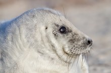 junge Kegelrobbe (Halichoerus grypus)