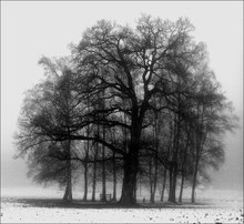 Baumgruppe im Nebel