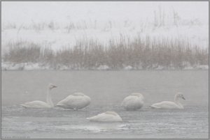 im Schneetreiben.... Zwergschwäne *Cygnus bewickii*