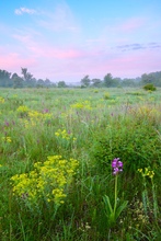 Helmknabenkraut in der Lobau