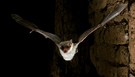 Myotis myotis