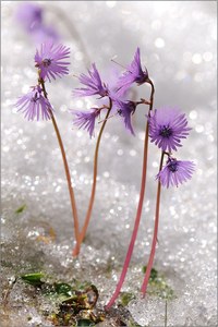 ~ Soldanella alpina ~