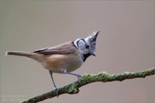 Haubenmeise (Parus cristatus)