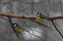 Blau und Kohlmeisi auf futterjagd