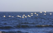 Schwäne über der Ostsee