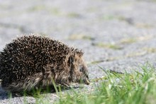 Ein kleiner Igel