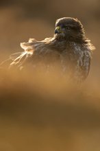 Common buzzard