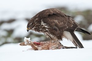 Mäusebussard (Buteo buteo)