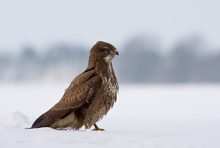 Bussard