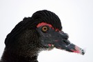 unbekannte Gans