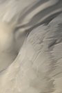 White Feather