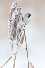 Bartmeise im Schilf