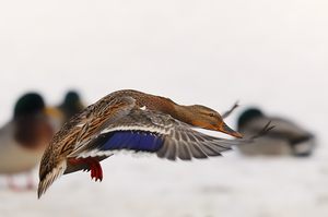 Stockente im Anflug