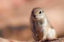 White-tailed antelope squirrel (Ammospermophilus leucurus)