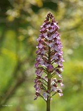 Orchis purpurea
