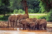Elefanten am Ewaso Ngiro