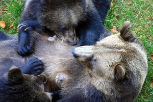 Junge Bären haben Hunger