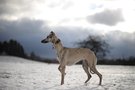 Windhund (Whippet) in surrealer Lichtsituation