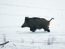 Feige Sau - oder Schweinchen "Schlau" ?