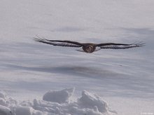 Mäusebussard (Buteo buteo)