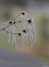 Clematis frosted
