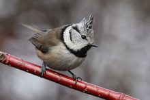 Haubenmeise (Lophophanes cristatus)