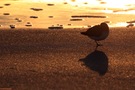 Sanderling