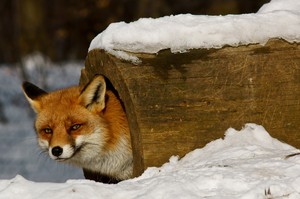 Aufgewachter Fuchs