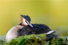 Haubentaucher (Podiceps cristatus)