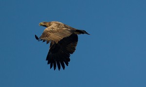 Seeadler III