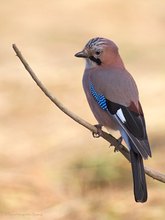 "Garrulus glandarius" oder ...