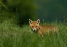 Vulpes Vulpes