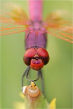 Trithemis annulata