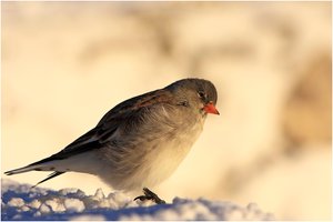 Schneefink (Montifringilla nivalis)