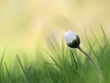 Nur ein Gänseblümchen....