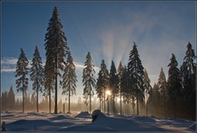 Im Wald bei Heiligenborn