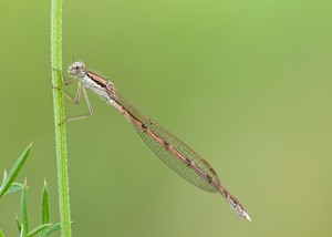 Gemeine Winterlibelle(Sympecma fusca)