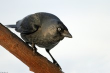 Schlaue Vögel ...  Corvus monedula