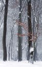 Buchenbäume