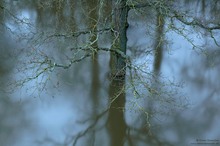 Land Unter im Auwald