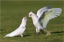 Nacktaugenkakadu (Cacatua sanguinea) Little Corella